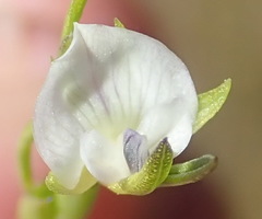 Psoralea vlokii