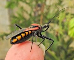 Rhynocoris segmentarius