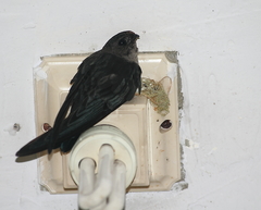 Collocalia esculenta