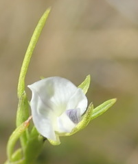 Psoralea vlokii