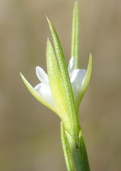 Psoralea vlokii