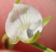 Psoralea vlokii