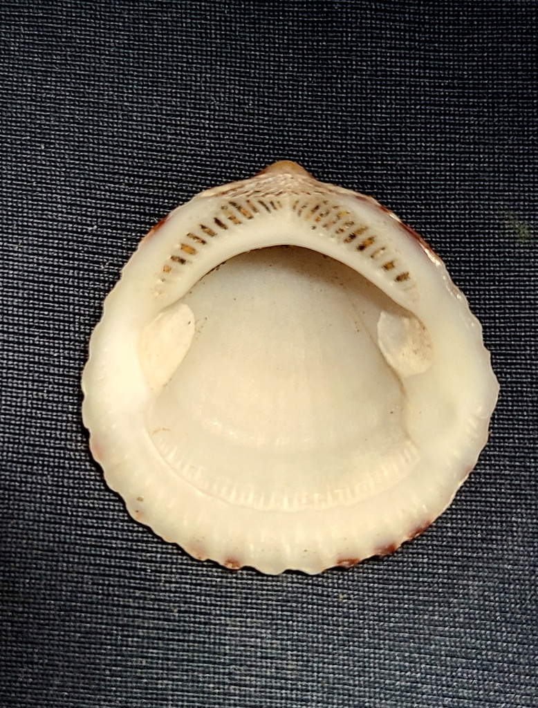 Axinactis delessertii