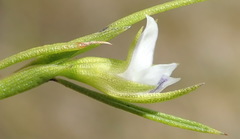 Psoralea vlokii