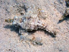 Eurypegasus draconis