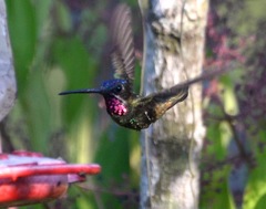 Heliomaster longirostris