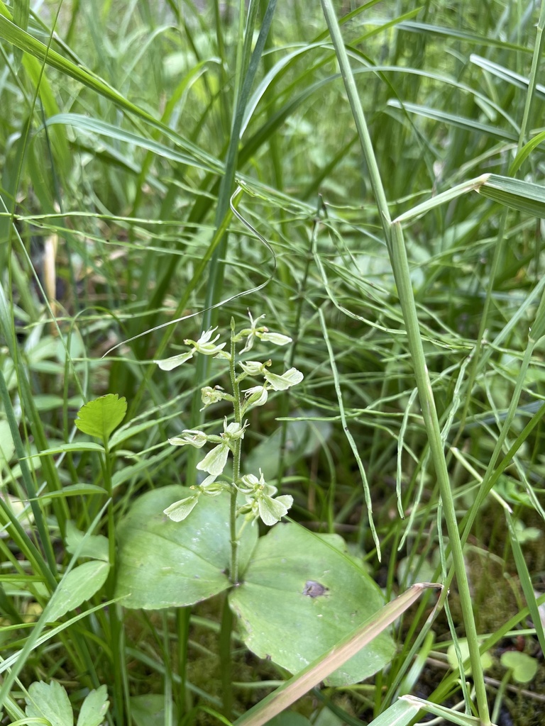 Broad-lipped Twayblade in July 2023 by Ryan C. · iNaturalist
