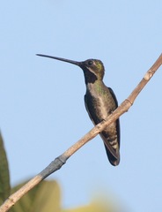 Heliomaster longirostris
