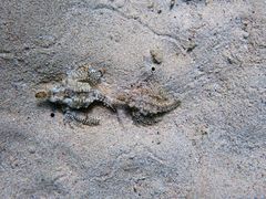 Eurypegasus draconis