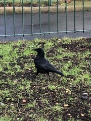 Corvus corone