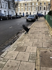 Corvus corone