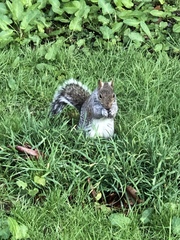 Sciurus carolinensis