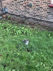 Sciurus carolinensis
