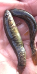 Umbra limi
