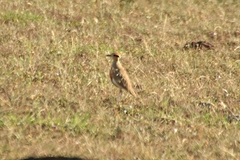 Cursorius temminckii