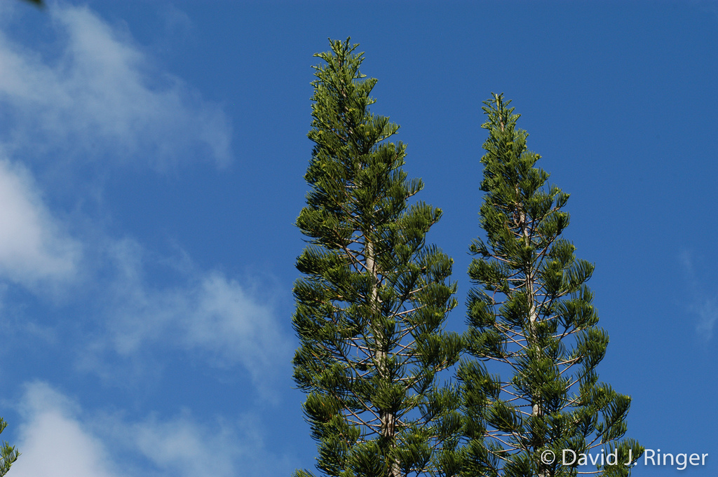 piggyback araucaria