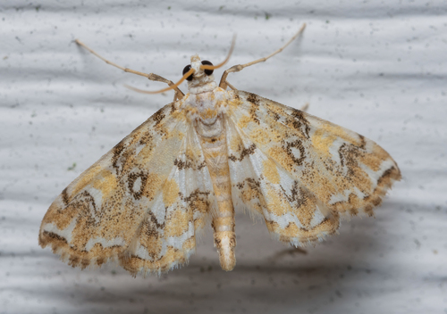 Elophila faulalis Walker, 1859