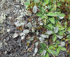 Convolvulus verecundus