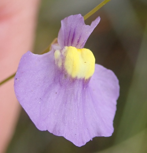 Utricularia bisquamata (Utricularia bisquamata)