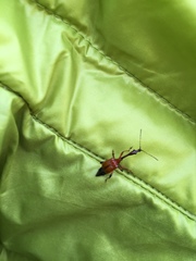 Paratrachelophorus nodicornis
