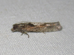 Epinotia celtisana