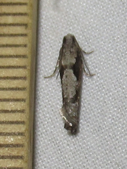 Epinotia celtisana