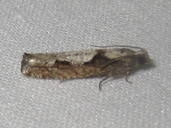 Epinotia celtisana