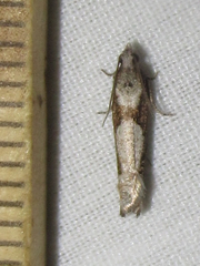 Epinotia celtisana
