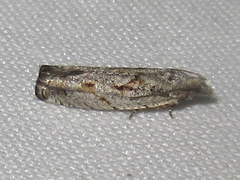 Epinotia celtisana