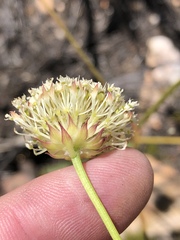 Hermas ciliata