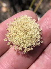 Hermas ciliata