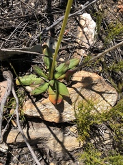 Hermas ciliata