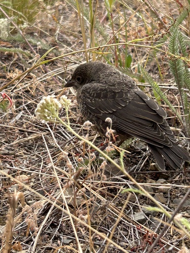 Brown-headed Cowbird photographed in Idaho