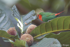 Red-Throated Parrotfinch photo 2