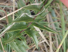 Graderia scabra