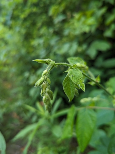 Image of Desmodium canescens by (c) Caleb Catto, some rights reserved (CC BY)