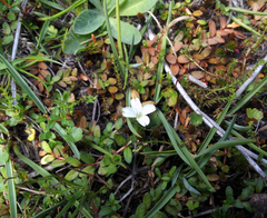 Epilobium angustum