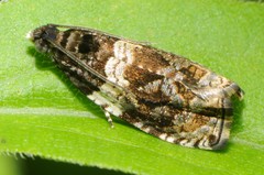 Olethreutes fasciatana
