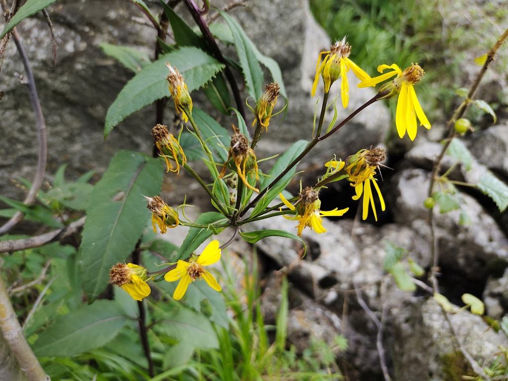 Alpine Ragwort from Усть-Коксинский р-н, Респ. Алтай, Россия on August ...