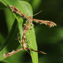 Geina tenuidactylus