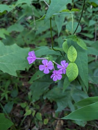 Image of Phlox carolina by (c) Sam Taylor, some rights reserved (CC BY)
