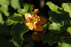 Fremontodendron decumbens