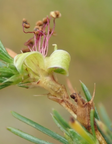 Image of Cliffortia burchellii by (c) Nicola van Berkel, some rights reserved (CC BY-SA)