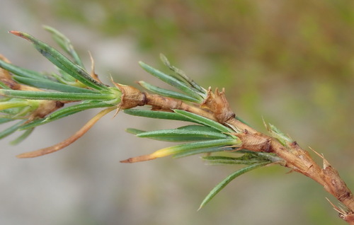 Image of Cliffortia burchellii by (c) Nicola van Berkel, some rights reserved (CC BY-SA)