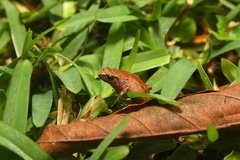 Arthroleptis xenodactyloides