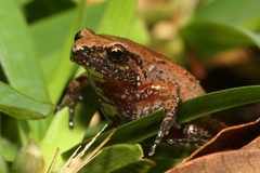 Arthroleptis xenodactyloides