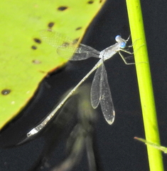 Lestes tridens