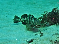 Epinephelus coioides