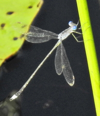 Lestes tridens