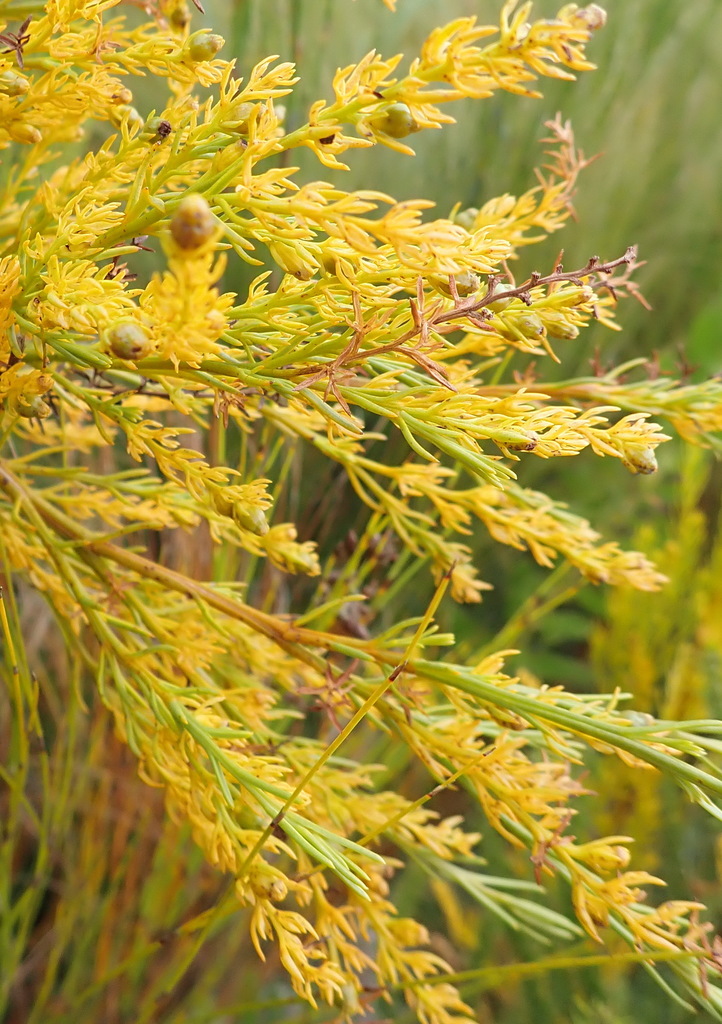 Thesium susannae